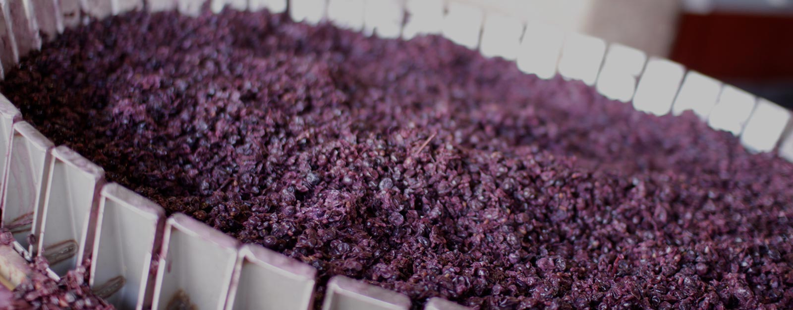 Bodega Calle Winery